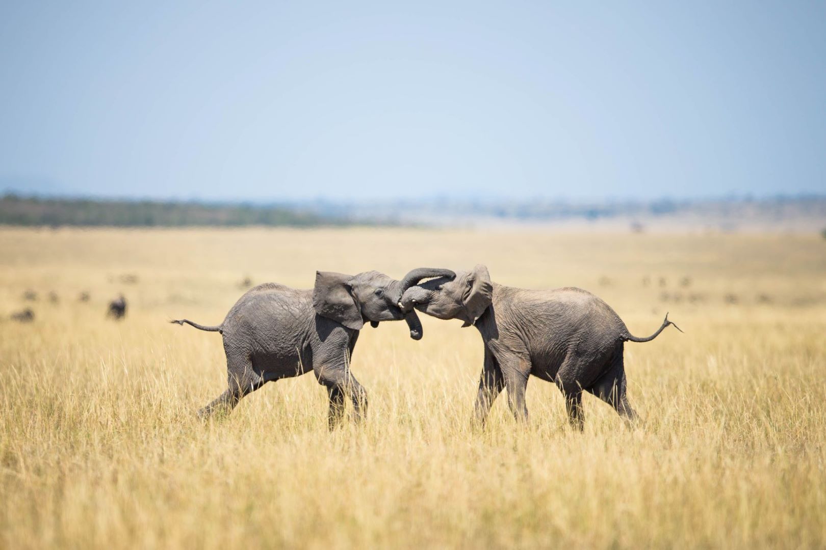 Kenia_Elefanten