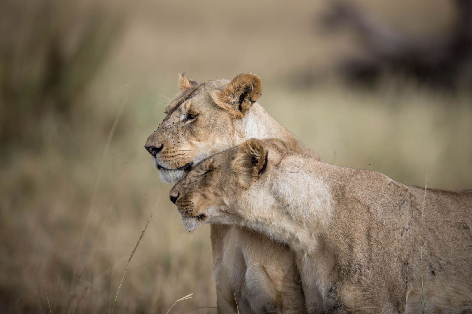 Kenia_Löwen