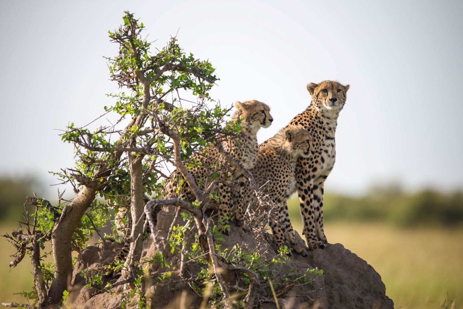 Kenia_Geparden