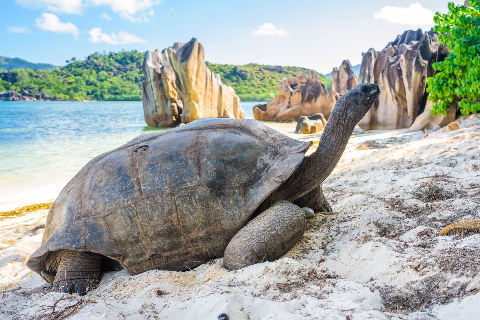 Seychellen_Schildkröte