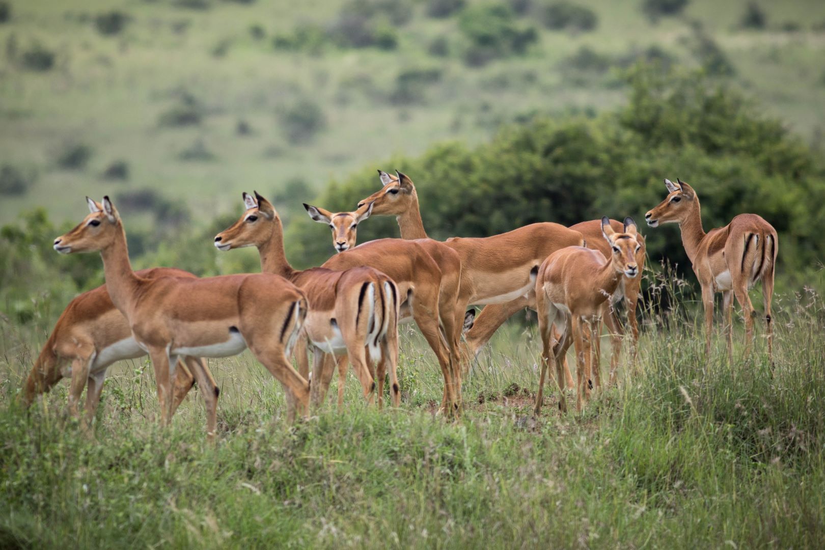 Kenia_Impalas