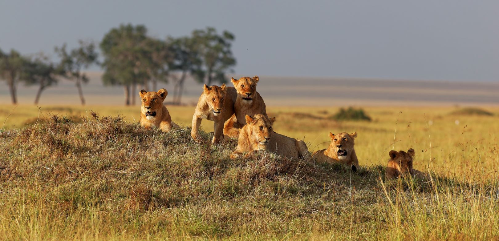 Kenia_Löwenfamilie