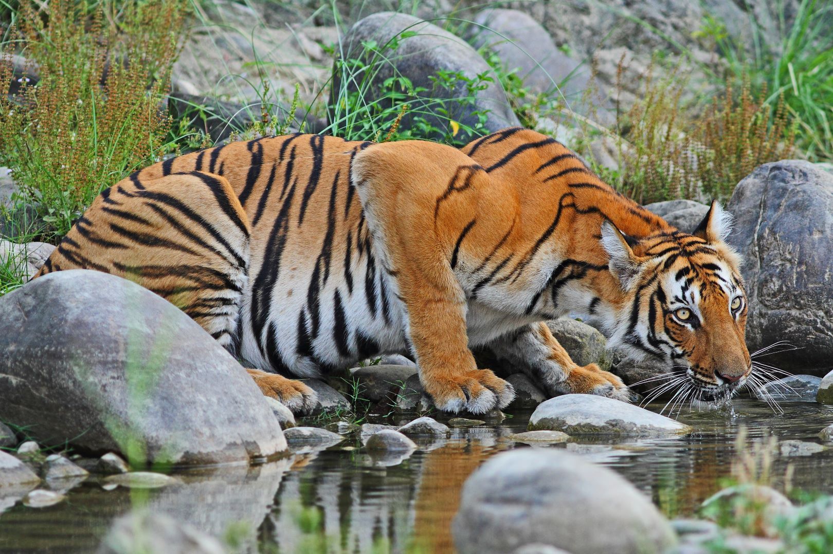 Nepal_Tiger_Chitwan_NP