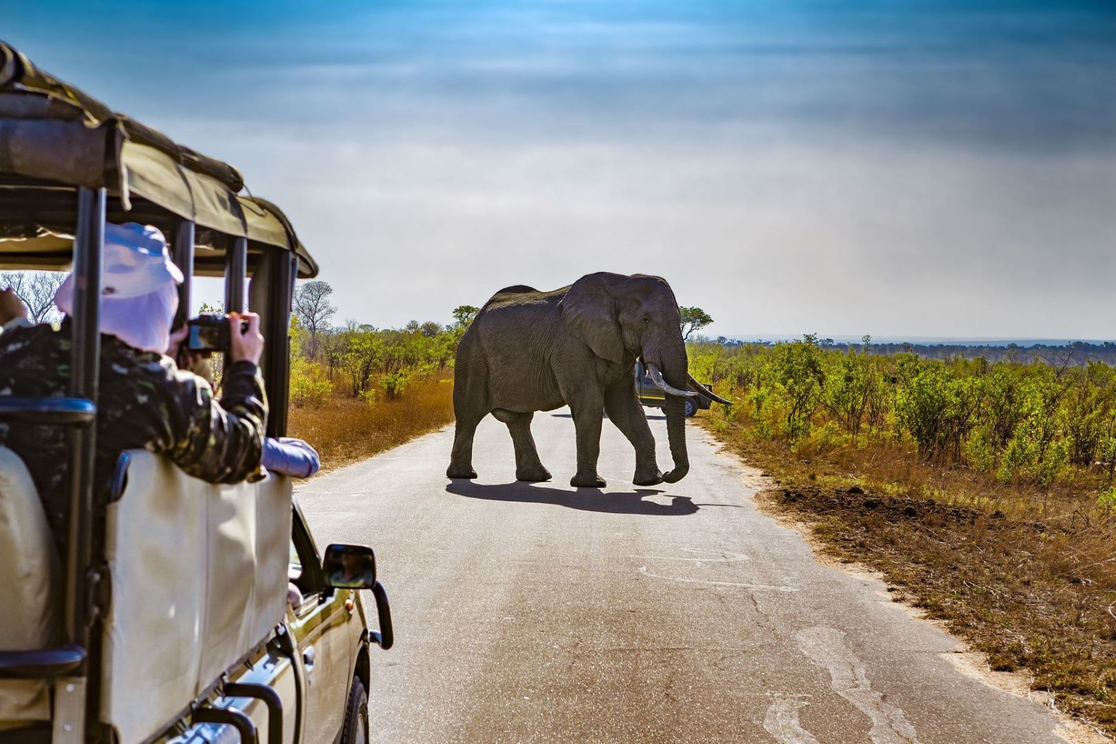 Südafrika_Elefant_Krüger_Nationalpark