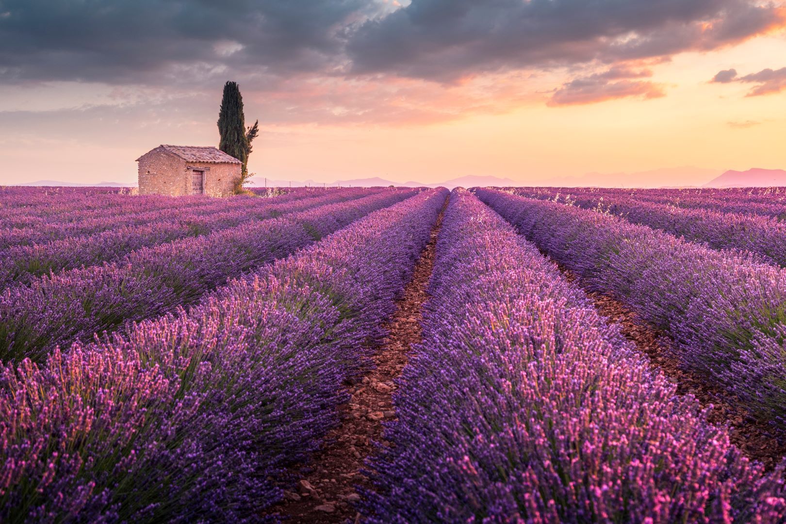 Provence_Lavendelfeld