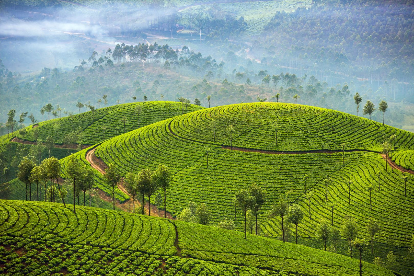 Indien_Munnar_Teeplantagen
