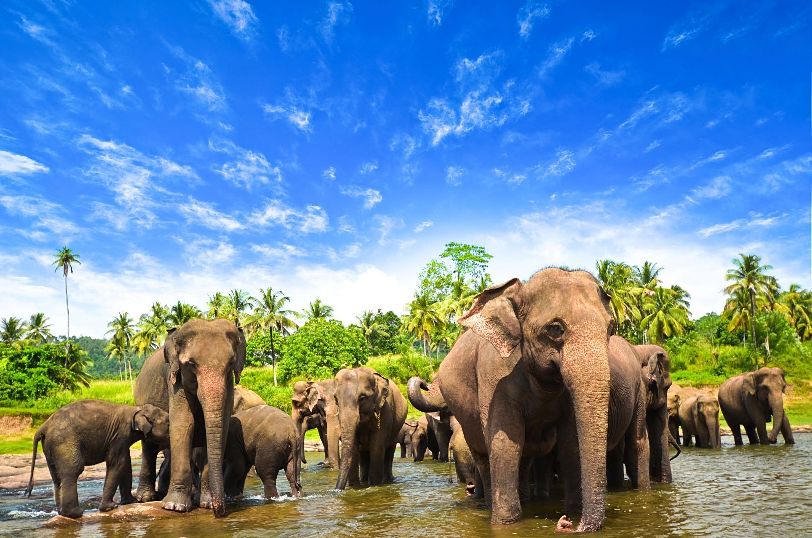 Sri_Lanka_Elefanten