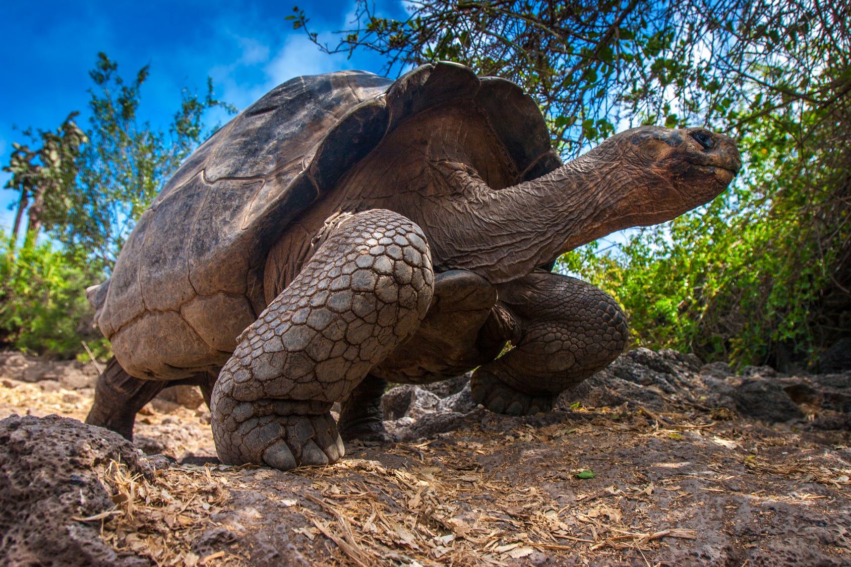 Ecuador_Galapagos_Schildkröte