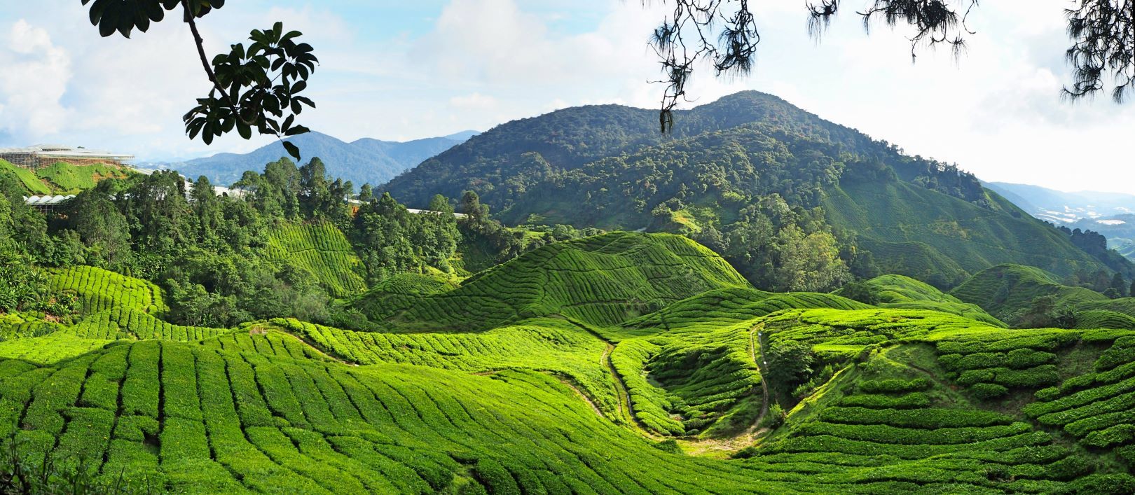 Malaysia_Highlands_Teeplantagen
