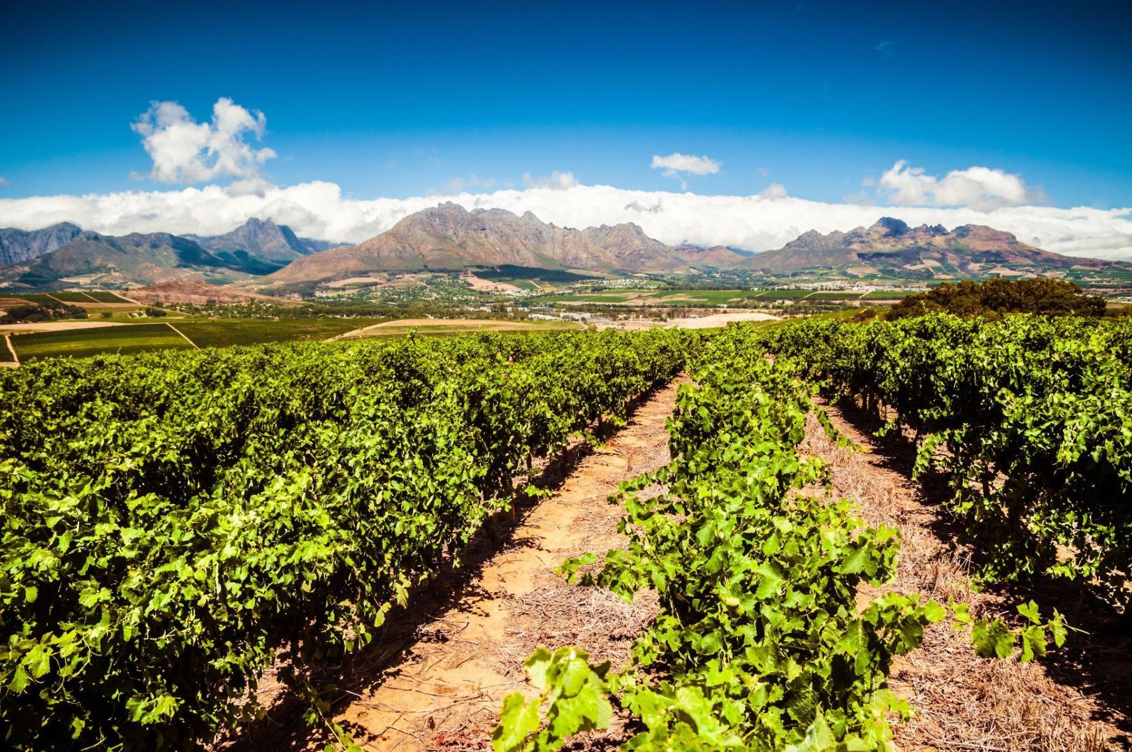 Südafrika_Stellenbosch_Weinfelder