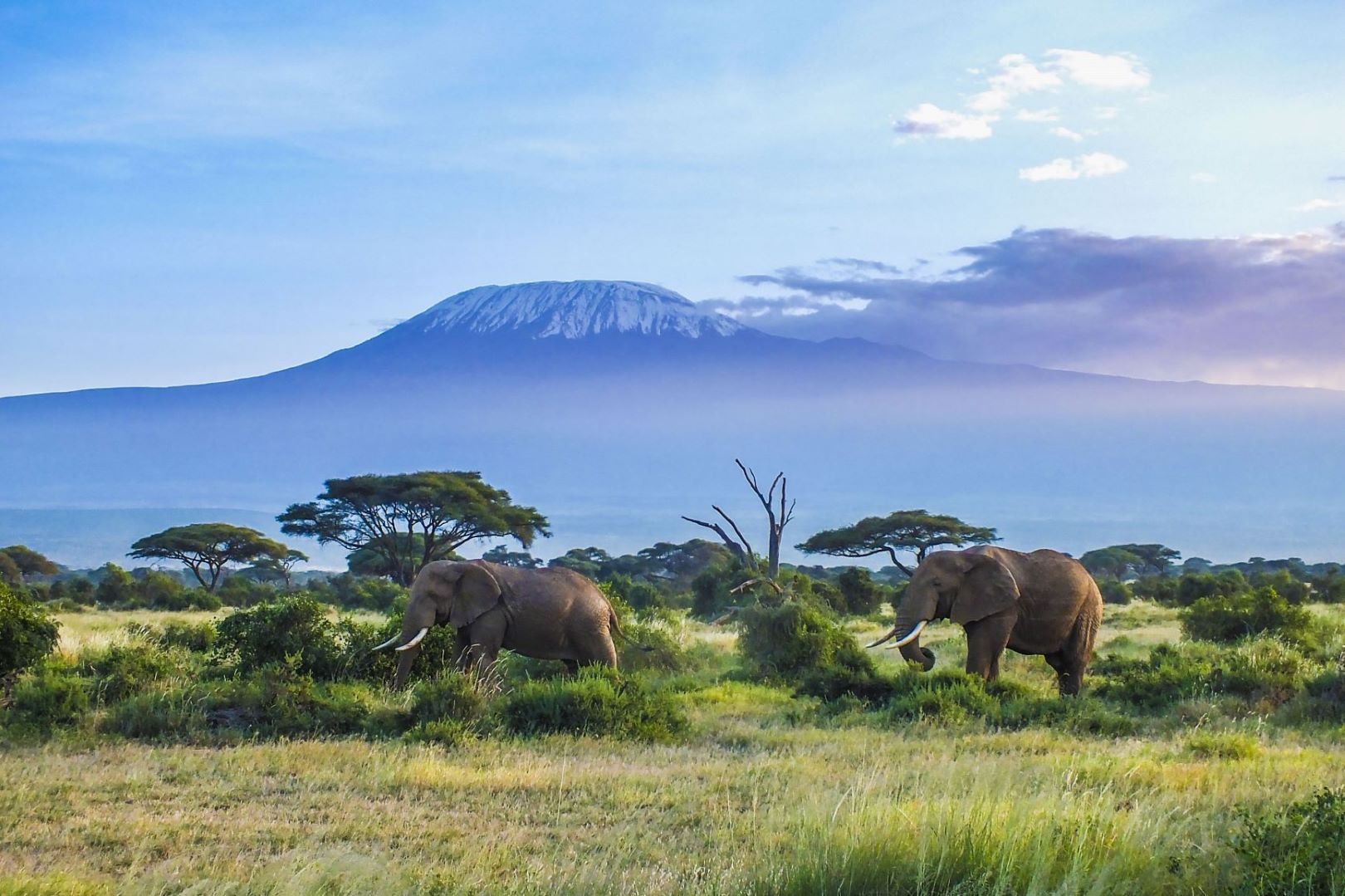 Tansania_Elefanten_vor_Kilimanjaro