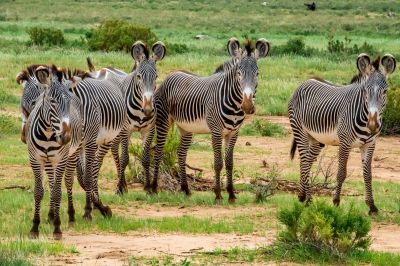 Grevyzebras_Kenia