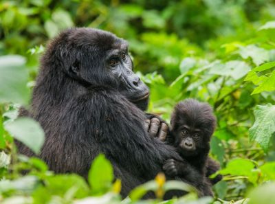 Uganda_Gorilla_mit_Baby