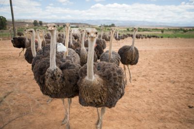 Südafrika_Strauße_Oudtshoorn