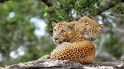 Sri_Lanka_Leopard