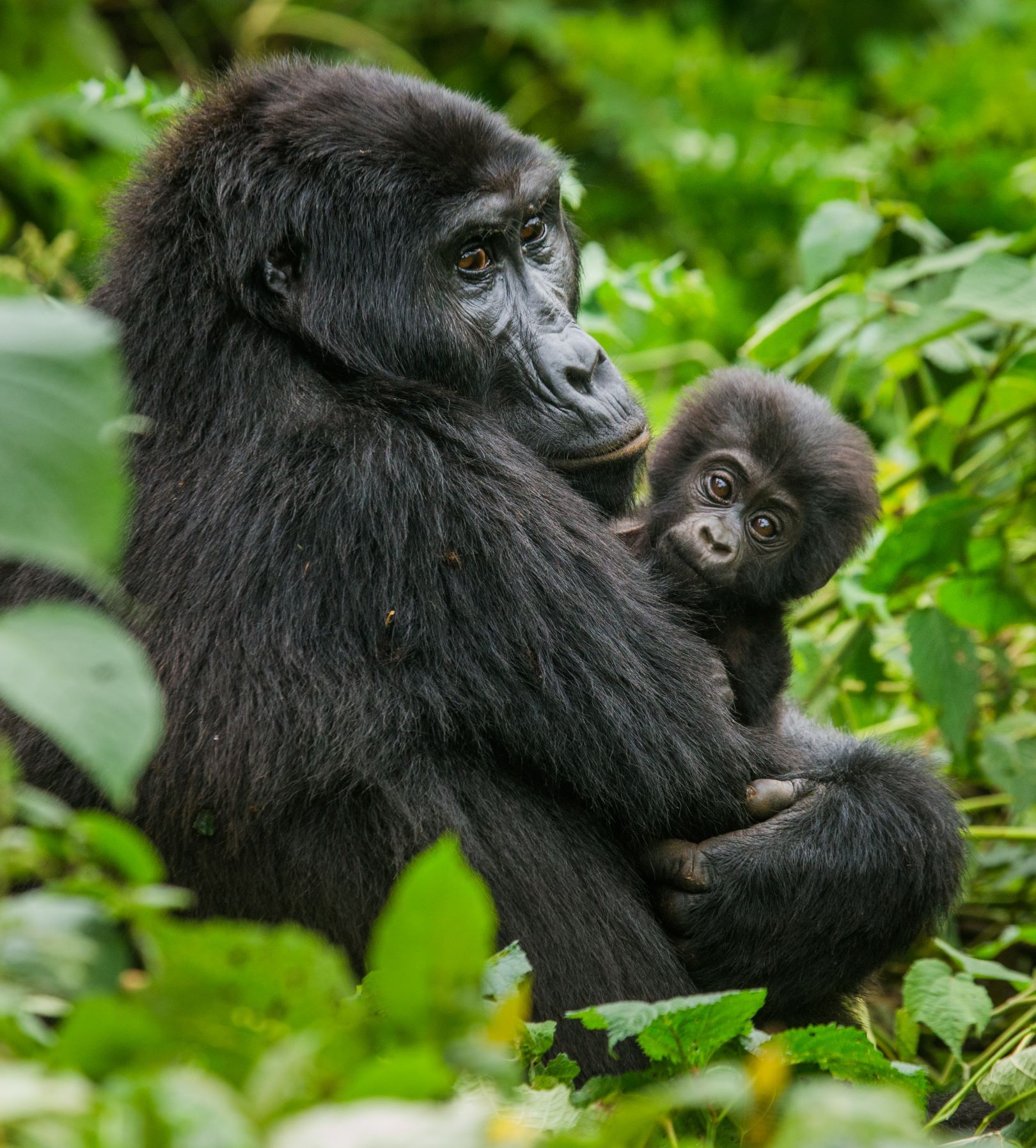  Ruanda mit Gorilla Trekking 