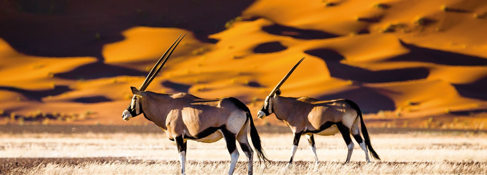 Große Namibia Rundreise 